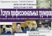 Профессиональная стрижка собак и кошек. Минск