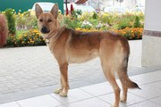 Люся - молодая собака в дар