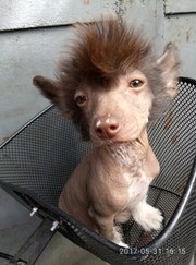 Шоколадный щенок китайской хохлатой собаки